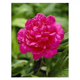 Paeonia lactiflora Kansas- bazsarózsa