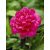 Paeonia lactiflora Kansas- bazsarózsa