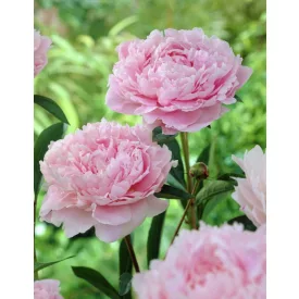 Paeonia lactiflora Sarah Bernhardt- bazsarózsa