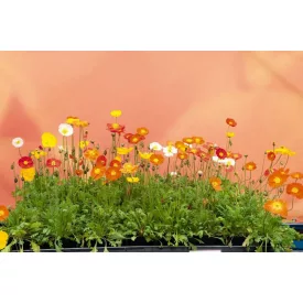 Papaver nudicaule Red- izlandi mák