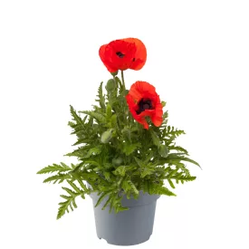 Papaver orientale Nana Allegro - keleti mák