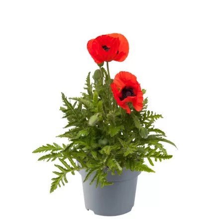 Papaver orientale Nana Allegro - keleti mák