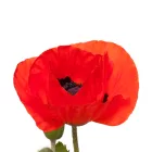 Papaver orientale Nana Allegro - keleti mák