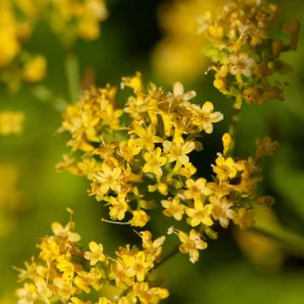 Patrinia gibbosa - patrinia