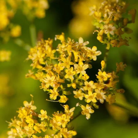 Patrinia gibbosa - patrinia