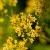Patrinia gibbosa - patrinia