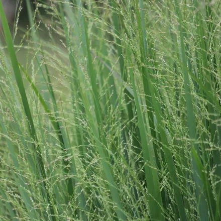 Panicum virgatum Blue Giants - vesszős köles