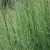 Panicum virgatum Blue Giants - vesszős köles