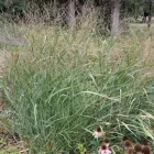 Panicum virgatum Cloud Nine - vesszős köles