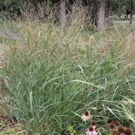 Panicum virgatum Cloud Nine - vesszős köles