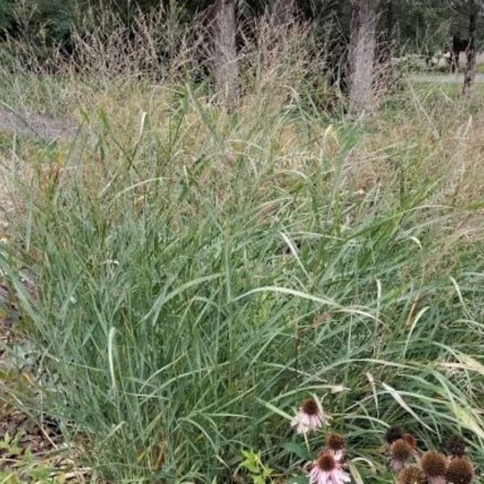 Panicum virgatum Cloud Nine - vesszős köles