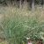Panicum virgatum Cloud Nine - vesszős köles