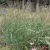Panicum virgatum Cloud Nine - vesszős köles