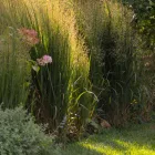 Panicum virgatum Cloud Nine - vesszős köles