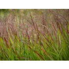 Panicum virgatum Shenandoah - vesszős köles