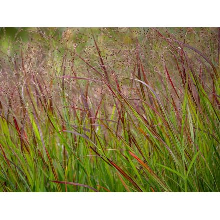 Panicum virgatum Shenandoah - vesszős köles