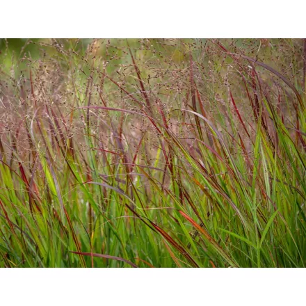 Panicum virgatum Shenandoah - vesszős köles
