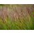 Panicum virgatum Shenandoah - vesszős köles