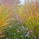 Panicum virgatum Shenandoah - vesszős köles