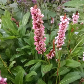 Persicaria affinis Donald Lowndes - örökzöld keserűfű