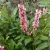 Persicaria affinis Donald Lowndes - örökzöld keserűfű
