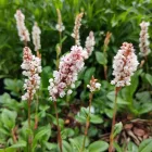 Persicaria affinis Donald Lowndes - örökzöld keserűfű