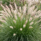 Pennisetum alopecuroides Hameln CS15 - évelő tollborzfű