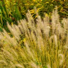 Pennisetum alopecuroides Hameln Gold - évelő tollborzfű