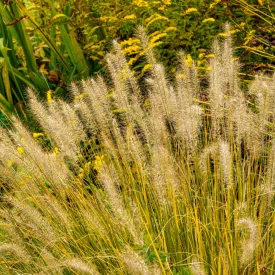 Pennisetum alopecuroides Hameln Gold - évelő tollborzfű