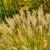 Pennisetum alopecuroides Hameln Gold - évelő tollborzfű