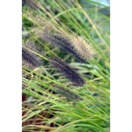 Pennisetum Moudry- évelő tollborzfű
