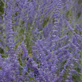 Perovskia atriplicifolia Bluesette - kék sudárzsálya