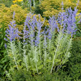 Perovskia atriplicifolia Blue Steel - kék sudárzsálya