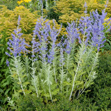 Perovskia atriplicifolia Blue Steel - kék sudárzsálya