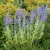 Perovskia atriplicifolia Blue Steel - kék sudárzsálya