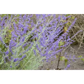 Perovskia atriplicifolia Blue Spire - kék sudárzsálya