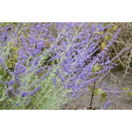 Perovskia atriplicifolia Little Spire - kék sudárzsálya