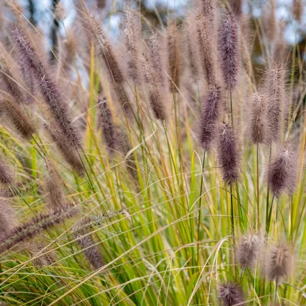 Pennisetum Black Beauty - évelő tollborzfű