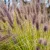 Pennisetum Black Beauty - évelő tollborzfű