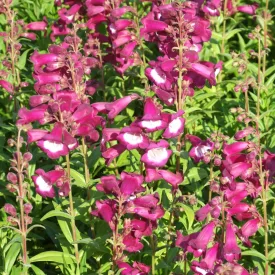 Penstemon hartwegii Magenta - bugatölcsér