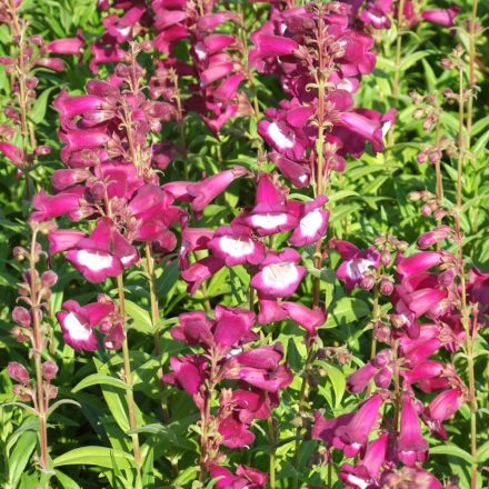 Penstemon hartwegii Magenta - bugatölcsér