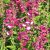 Penstemon hartwegii Magenta - bugatölcsér