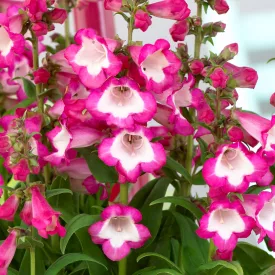 Penstemon hartwegii Rose - bugatölcsér