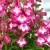 Penstemon hartwegii Rose - bugatölcsér