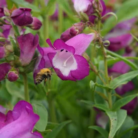 Penstemon hartwegii Violet- bugatölcsér