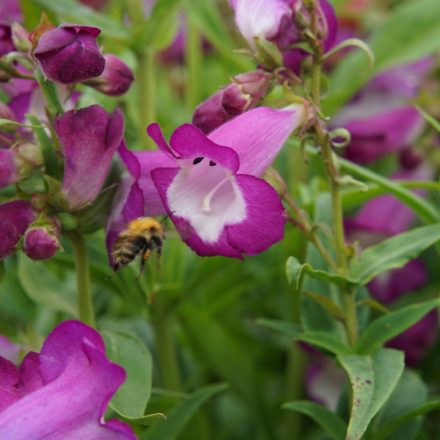 Penstemon hartwegii Violet- bugatölcsér
