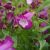 Penstemon hartwegii Violet- bugatölcsér