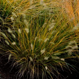 Pennisetum Lumen Gold - évelő tollborzfű