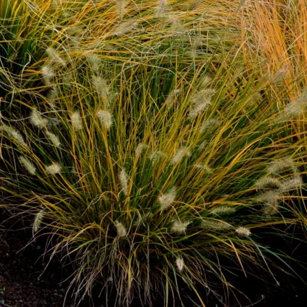 Pennisetum Lumen Gold - évelő tollborzfű