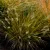 Pennisetum Lumen Gold - évelő tollborzfű